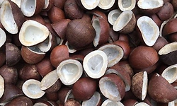 ಕ್ವಿಂಟಾಲ್‌ ಕೊಬ್ಬರಿಗೆ 32,000: ಸಾರ್ವಕಾಲಿಕ ದಾಖಲೆ