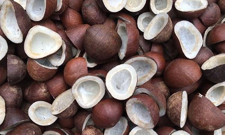 ಕ್ವಿಂಟಾಲ್‌ ಕೊಬ್ಬರಿಗೆ 32,000: ಸಾರ್ವಕಾಲಿಕ ದಾಖಲೆ