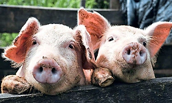 ಜಿಲ್ಲಾ ಪಶುಪಾಲನಾ ಇಲಾಖೆ; ಹಂದಿಗಳ ಆರೋಗ್ಯಕ್ಕೆ "ಲಸಿಕಾ' ಬಲ