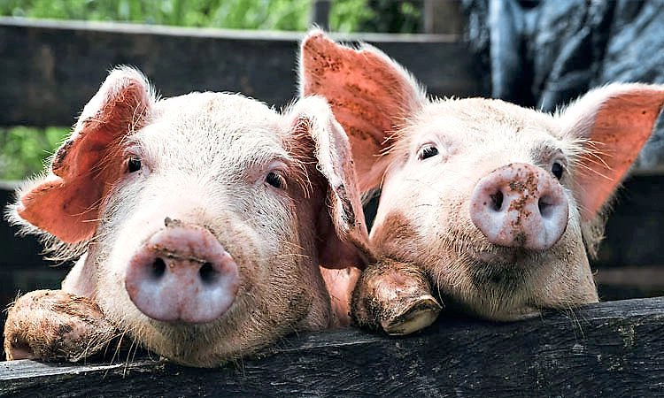 ಜಿಲ್ಲಾ ಪಶುಪಾಲನಾ ಇಲಾಖೆ; ಹಂದಿಗಳ ಆರೋಗ್ಯಕ್ಕೆ "ಲಸಿಕಾ' ಬಲ