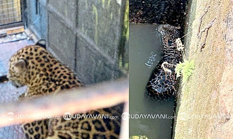 Honnavara: ಮುಗಳಿ ಗ್ರಾಮದ ಮನೆಯ ಬಾವಿಗೆ ಬಿದ್ದ ಚಿರತೆಯ ರಕ್ಷಣೆ