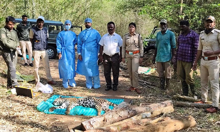 ಹುಣಸೂರು: ದುಷ್ಕರ್ಮಿಗಳ ನಾಡ ಬಂದೂಕಿನ ಗುಂಡೇಟಿಗೆ ಹೆಣ್ಣು ಚಿರತೆ ಬಲಿ