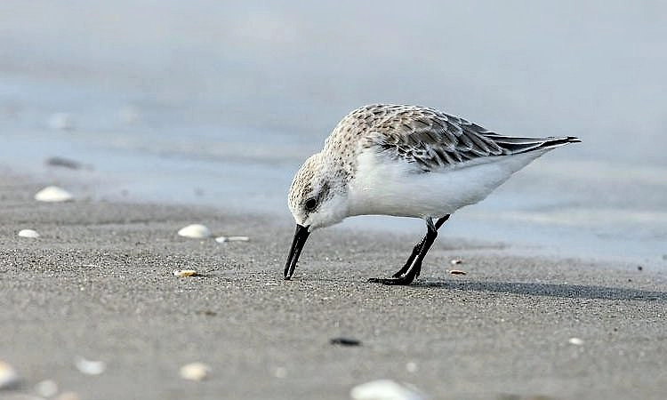 7400 ಕಿ.ಮೀ ಹಾರಿ ಅಂಡಮಾನ್‌ ಗೆ ಬಂದ ಆಸೀಸ್‌ನ ಪುಟ್ಟ ಹಕ್ಕಿ