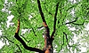 Green Bengaluru: ಎಚ್‌ಎಸ್‌ಆರ್‌ ಲೇಔಟ್‌ನಲ್ಲಿ 184 ಮರ ಹನನ ಪ್ರಸ್ತಾವ ಕೈಬಿಟ್ಟ ಬಿಡಿಎ
