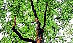 Green Bengaluru: ಎಚ್‌ಎಸ್‌ಆರ್‌ ಲೇಔಟ್‌ನಲ್ಲಿ 184 ಮರ ಹನನ ಪ್ರಸ್ತಾವ ಕೈಬಿಟ್ಟ ಬಿಡಿಎ