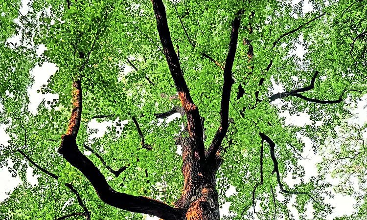 Green Bengaluru: ಎಚ್‌ಎಸ್‌ಆರ್‌ ಲೇಔಟ್‌ನಲ್ಲಿ 184 ಮರ ಹನನ ಪ್ರಸ್ತಾವ ಕೈಬಿಟ್ಟ ಬಿಡಿಎ