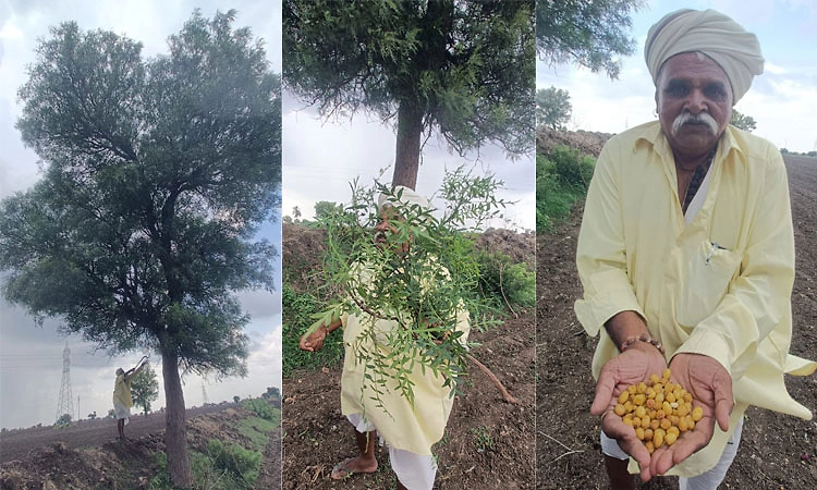 ರೋಣದಲ್ಲೊಂದು ಅಳಿವಿನ ಅಂಚಿನಲ್ಲಿರುವ ಅರಸು ಬೇವಿನಮರ ಪತ್ತೆ
