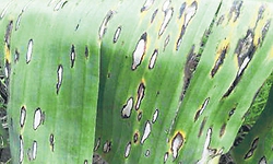 ಇಳುವರಿ ಕುಸಿತ ತಡೆಯಲು ಇದೆ ಸಾವಯವ ಸೂತ್ರ!