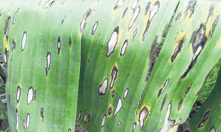 ಇಳುವರಿ ಕುಸಿತ ತಡೆಯಲು ಇದೆ ಸಾವಯವ ಸೂತ್ರ!