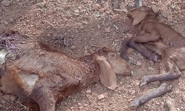 Four sheep killed in stray dog attack in Raichur's Lingasugur