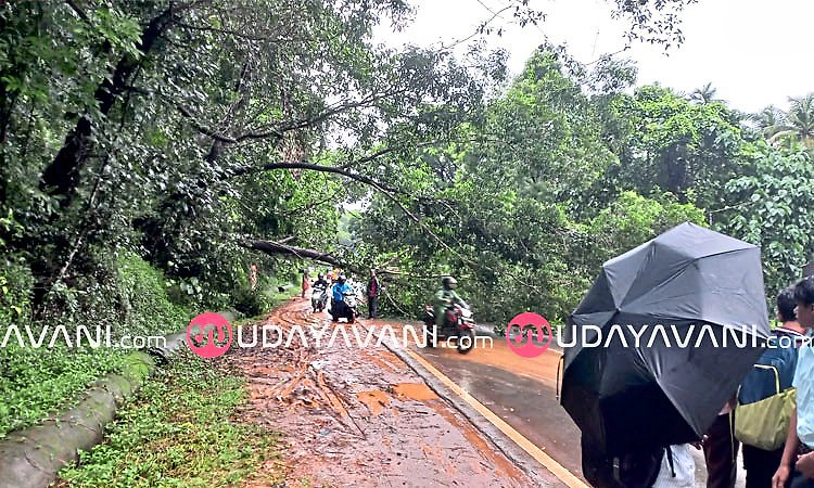 ಮಾಣಿ–ಮೈಸೂರು ರಸ್ತೆಗೆ ಬೃಹತ್ ಮರ ಬಿದ್ದು ಸಂಚಾರ ಅಸ್ತವ್ಯಸ್ತ