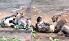 Video: ದನಗಳಿಗೆ ಮೇವು ಹಾಕಲು ಹೋದವನ ಮೇಲೆ ಸಿಂಹ ದಾಳಿ... ಬದುಕಿ ಬಂದದ್ದೇ ಪವಾಡ