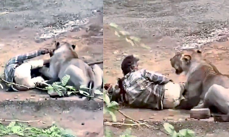 Video: ದನಗಳಿಗೆ ಮೇವು ಹಾಕಲು ಹೋದವನ ಮೇಲೆ ಸಿಂಹ ದಾಳಿ... ಬದುಕಿ ಬಂದದ್ದೇ ಪವಾಡ