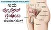 Prostate Gland: 50 ವರ್ಷ ದಾಟಿದ ಪುರುಷರಲ್ಲಿ ಪದೇ ಪದೆ ಮೂತ್ರ ವಿಸರ್ಜನೆ