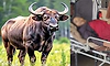 Chikkamagaluru: ಕಾಡುಕೋಣ ದಾಳಿಗೆ ಮಹಿಳೆ ಬಲಿ