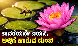 ತಾವರೆಯನ್ನೇ ಬಯಸಿ,ಅಲ್ಲಿಗೆ ಹಾರುವ ದುಂಬಿ