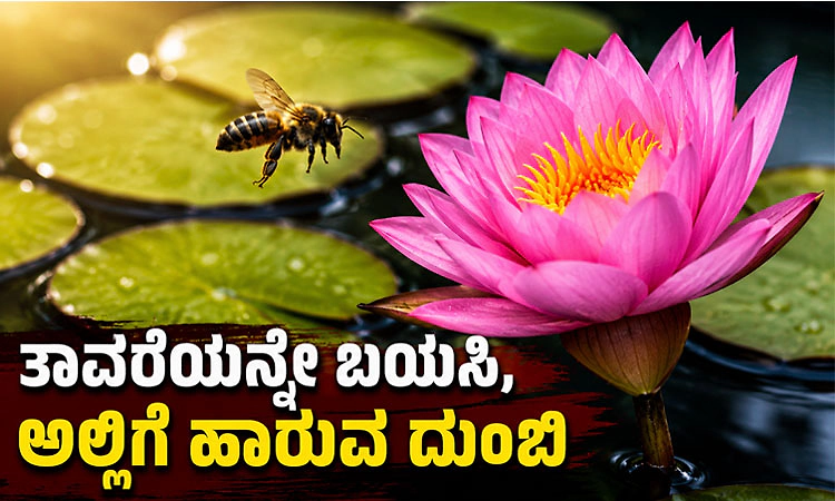 ತಾವರೆಯನ್ನೇ ಬಯಸಿ,ಅಲ್ಲಿಗೆ ಹಾರುವ ದುಂಬಿ
