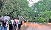 Mani-Mysore Road: ಬೃಹತ್‌ ಮರ ಬಿದ್ದು ಸಂಚಾರ ಅಸ್ತವ್ಯಸ್ತ
