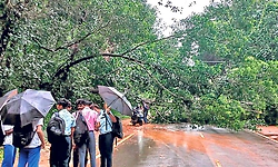 Mani-Mysore Road: ಬೃಹತ್‌ ಮರ ಬಿದ್ದು ಸಂಚಾರ ಅಸ್ತವ್ಯಸ್ತ
