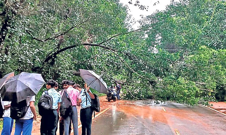 Mani-Mysore Road: ಬೃಹತ್‌ ಮರ ಬಿದ್ದು ಸಂಚಾರ ಅಸ್ತವ್ಯಸ್ತ