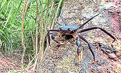 ಆಗುಂಬೆ ಮಳೆಕಾಡಿನಲ್ಲಿದೆ ಮರ ಹತ್ತುವ ಏಡಿ!