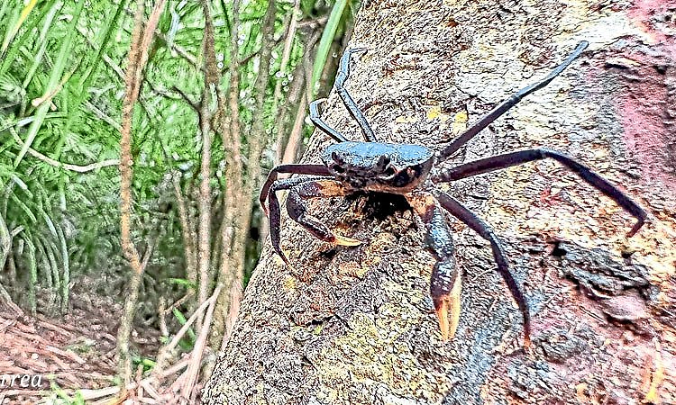ಆಗುಂಬೆ ಮಳೆಕಾಡಿನಲ್ಲಿದೆ ಮರ ಹತ್ತುವ ಏಡಿ!