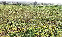 Shirhatti: ಹೆಸರಿಗೆ ಬಂಪರ್ ಬೆಲೆ ಇದ್ರೂ ಬೆಳೆ ಇಲ್ಲ!