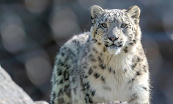 Snow Leopard: ಲಡಾಖಲ್ಲಿ ದೇಶದ ಮೊದಲ ಹಿಮಚಿರತೆ ಸಫಾರಿ ಶೀಘ್ರ