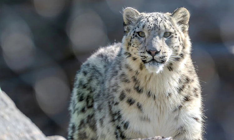 Snow Leopard: ಲಡಾಖಲ್ಲಿ ದೇಶದ ಮೊದಲ ಹಿಮಚಿರತೆ ಸಫಾರಿ ಶೀಘ್ರ