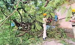 ಪಿವಿಎಸ್: ಮರ ಬಿದ್ದು ಆಟೋ, ದ್ವಿಚಕ್ರ ವಾಹನಗಳಿಗೆ ಹಾನಿ