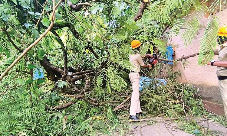 ಪಿವಿಎಸ್: ಮರ ಬಿದ್ದು ಆಟೋ, ದ್ವಿಚಕ್ರ ವಾಹನಗಳಿಗೆ ಹಾನಿ