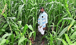 ಬರಗಾಲ ಎದುರಿಸಲು ಬಂತು ಸುಧಾರಿತ ಮೇವಿನ ತಳಿ!