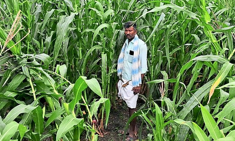 ಬರಗಾಲ ಎದುರಿಸಲು ಬಂತು ಸುಧಾರಿತ ಮೇವಿನ ತಳಿ!