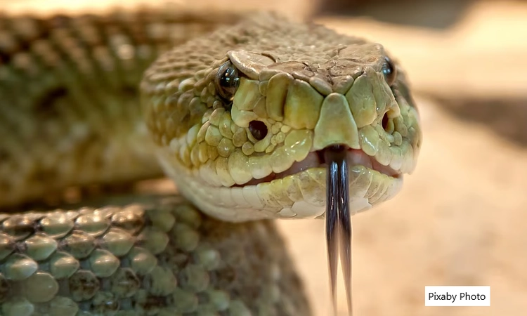 Snakebite toll in Kerala rises to seven; 2 women die in Kannur, Idukki