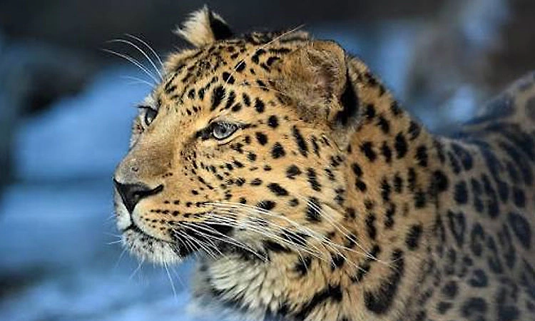 Shirva: Leopard menace in Sooda, Makkeribailu areas leaves villagers worried