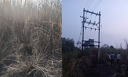 Hirebagewadi: Sugarcane crop destroyed in fire, farmers suffer Rs 7.70 lakh loss