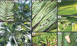 ಅಡಿಕೆ ಗರಿ ತಿನ್ನುವ ಕೀಟ; ಕೃಷಿಕರಲ್ಲಿ ಆತಂಕ