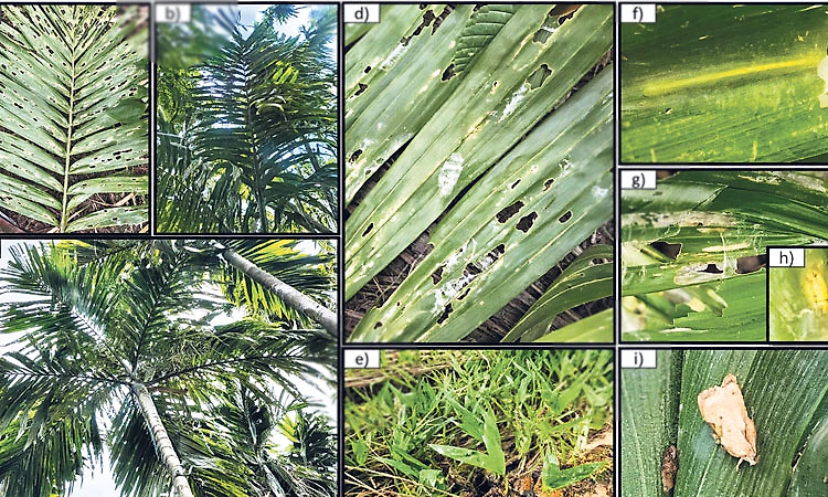 ಅಡಿಕೆ ಗರಿ ತಿನ್ನುವ ಕೀಟ; ಕೃಷಿಕರಲ್ಲಿ ಆತಂಕ