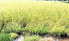 Kundapur: ಡ್ಯಾಂಗೆ ಹಲಗೆ: ಗದ್ದೆಗೆ ನುಗ್ಗಿದ ನೀರು