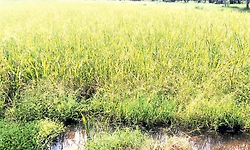 Kundapur: ಡ್ಯಾಂಗೆ ಹಲಗೆ: ಗದ್ದೆಗೆ ನುಗ್ಗಿದ ನೀರು