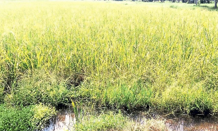 Kundapur: ಡ್ಯಾಂಗೆ ಹಲಗೆ: ಗದ್ದೆಗೆ ನುಗ್ಗಿದ ನೀರು
