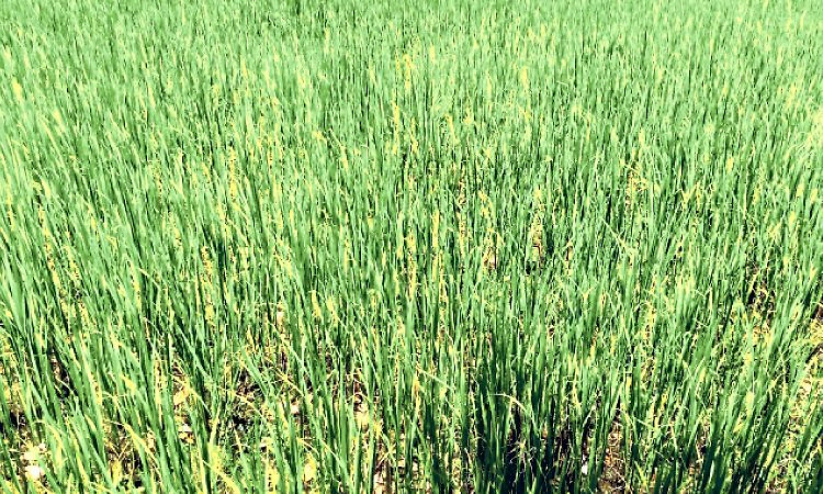 ಕುಂದಾಪುರವನ್ನೂ ಬರ ಪಟ್ಟಿಗೆ ಸೇರಿಸಲು ಆಗ್ರಹ