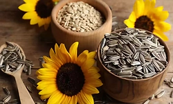 Seeds: ಮುಖದ ಕಾಂತಿಗೆ ಸೂರ್ಯಕಾಂತಿ ಬೀಜ: ತ್ವಚೆಯ ಆರೋಗ್ಯಕ್ಕೆ ಇಲ್ಲಿದೆ 6 ಸುಲಭ ಮನೆಮದ್ದು