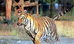 Mysore: ಹುಲಿ ದಾಳಿಗೆ ಮತ್ತೊಂದು ಬಲಿ; ಉಳುಮೆಗೆ ತೆರಳಿದ್ದ ರೈತನ ಮೇಲೆ ದಾಳಿ