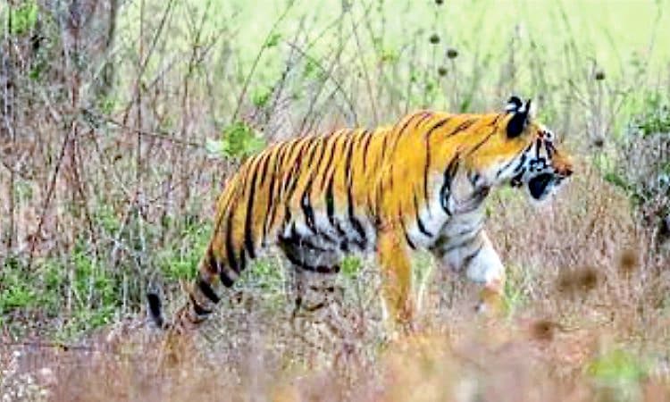 Mysuru: ಕಾಡಿನಂಚು ಈಗ, ಹುಲಿ ಸಂತಾನೋತ್ಪತ್ತಿ ಕೇಂದ್ರ!