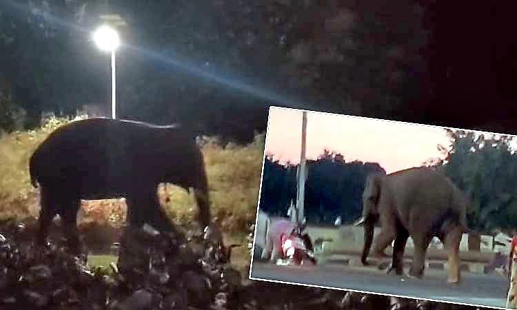 Gundlupete: ಹುಲಿ ಸೆರೆಗೆಂದು ಬಂದು ಜೇನು ಕಚ್ಚಿ ದಿಕ್ಕಾಪಾಲಾಗಿ ಓಡಿದ ಸಾಕಾನೆ