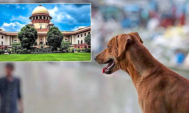 ದೇಶಾದ್ಯಂತ ಶಾಲೆ, ಬಸ್, ರೈಲು ನಿಲ್ದಾಣಗಳಿಂದ ಬೀದಿನಾಯಿಗಳ ಎತ್ತಂಗಡಿಗೆ ಸುಪ್ರೀಂ ಸೂಚನೆ