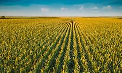 Karnataka raises maize procurement cap to 50 quintals per farmer