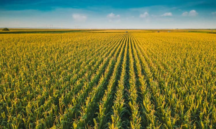 Karnataka raises maize procurement cap to 50 quintals per farmer