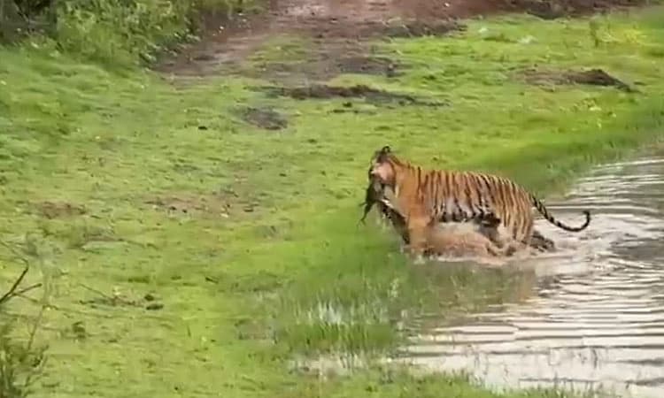 ಬಂಡೀಪುರ, ನಾಗರಹೊಳೆ ಹುಲಿಗಳಿಗೆ ಕ್ಯಾಮೆರಾ ನಿಗಾ!